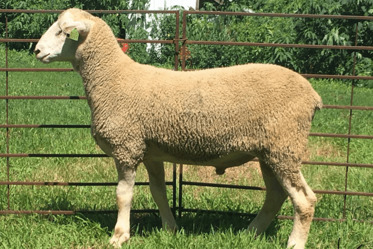 Polypay – Loudoun Valley Sheep Producers